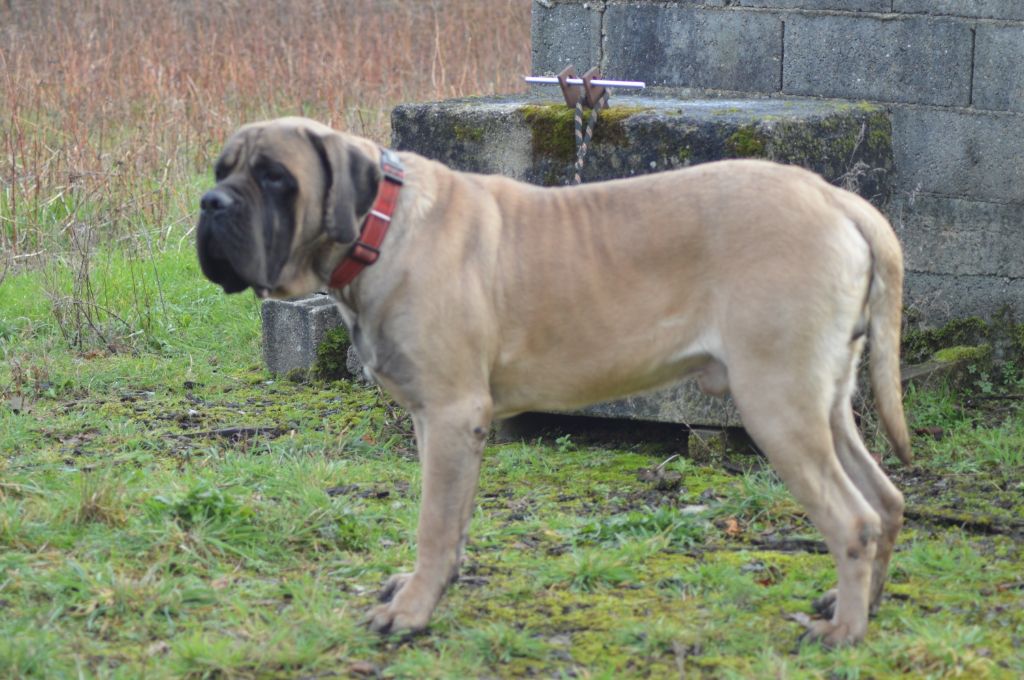 Peter - darcy des Mastiffs d'Enfer