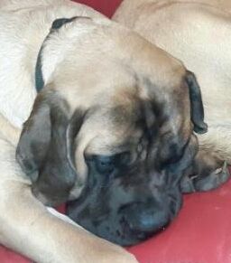 Peter - darcy des Mastiffs d'Enfer