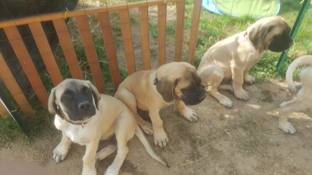 Peter - darcy des Mastiffs d'Enfer